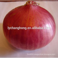 New crop red onion of 5-7cm, 6-8cm, 8cm up
